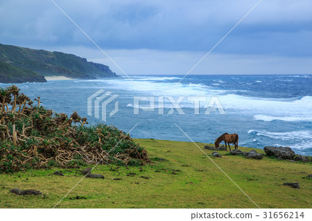 沖繩與那國島東崎的與那國馬 沖繩與那國島東崎的與那國馬 31656214