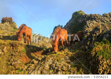 Yonaguni horse of Okinawa Yonagunijima Higashi-saki 31656221