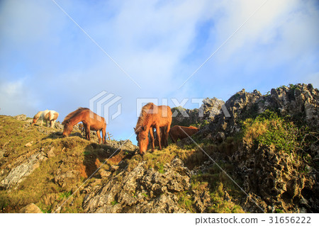 Yonaguni horse of Okinawa Yonagunijima Higashi-saki 31656222