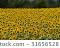 向日葵田 31656528