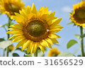 向日葵 31656529