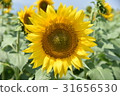 向日葵 31656530