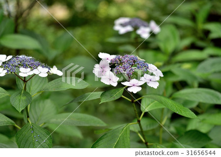 額頭繡球花 31656544