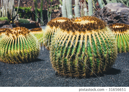 close up of Echinocactus grusonii cactus 31656651