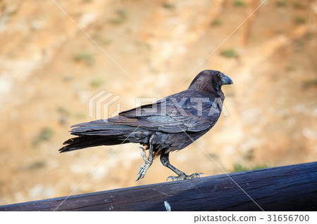 Common Raven sitting on a wooden beam, close up Common Raven sitting on a wooden beam, close up 31656700