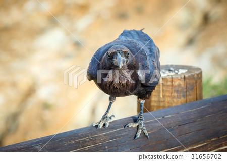 Common Raven sitting on a wooden beam, close up Common Raven sitting on a wooden beam, close up 31656702