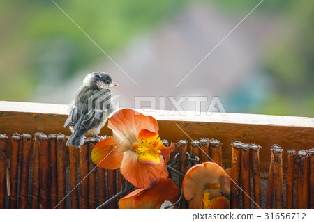 young titmouse is preparing for the first flight 31656712