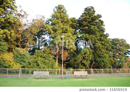 Grand and bench and cedar forest Grand and bench and cedar forest 31656919