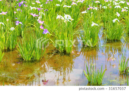 Hana shawab iris flavored irises June flowers 31657037