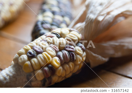 曬乾著色紫玉米蜻蜓七彩玉米玉米 31657142