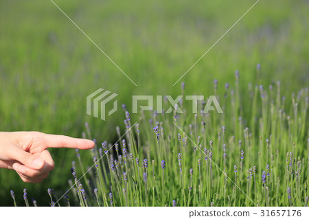 三部分開花的淡紫色指向 三部分開花的淡紫色指向 31657176