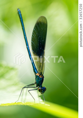 Dragonfly on grass Dragonfly on grass 31657250