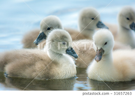 Beautiful young swans Beautiful young swans 31657263
