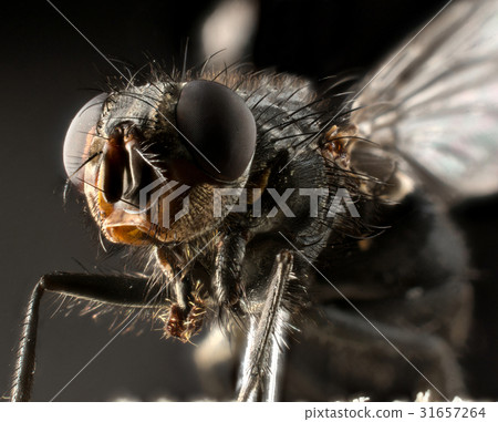 Fly extreme macro Fly extreme macro 31657264