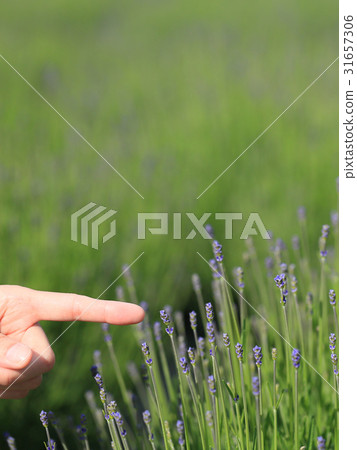 三部分開花的淡紫色指向 三部分開花的淡紫色指向 31657306