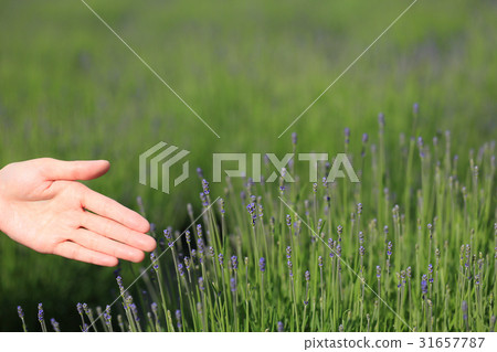 由薰衣草手掌經編引入 31657787
