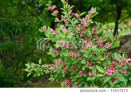 Pretty and beautiful safflower gourd 31657873