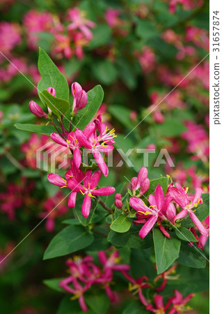 Pretty and beautiful safflower gourd 31657874