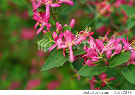Pretty and beautiful safflower gourd 31657876