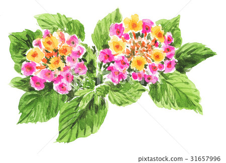 馬纓丹17618pix 7 31657996