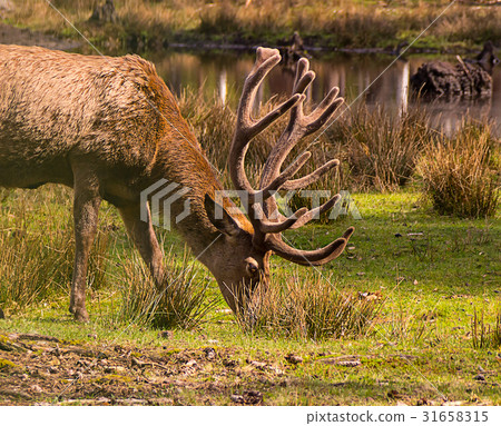 Brown deer with new horns looking for food 31658315
