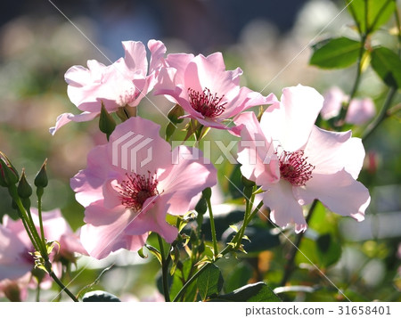 Rose   31658401