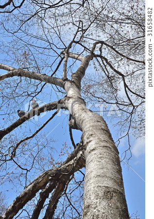 樹：Shirakamba birchaceae 31658482