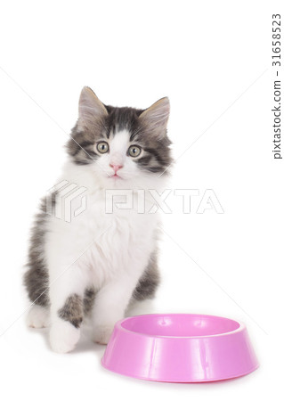 Little cat sitting behind a bowl 31658523
