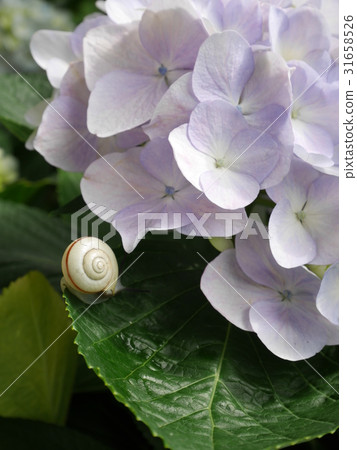hydrangea hydrangea 31658526