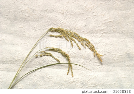 Rice ear. Rice ear. 31658558