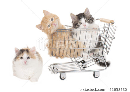 Three little kitten in a shopping baket Three little kitten in a shopping baket 31658580