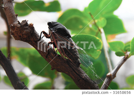 Cicada on the tree Cicada on the tree Cicada on the tree Cicada on the tree 31658656