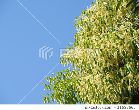 盛開的Sudazy花 盛開的Sudazy花 31658665