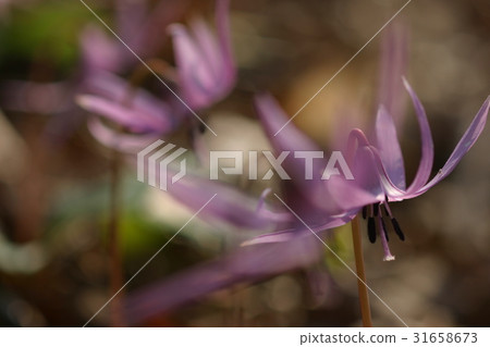 Katakuri花 31658673