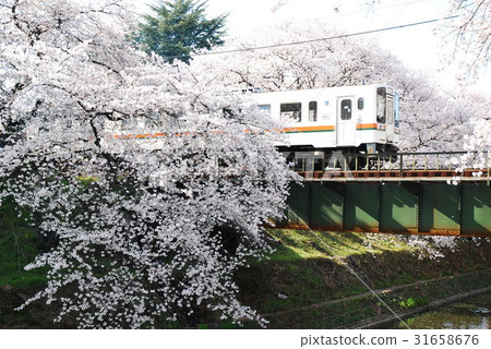 櫻花鐵路春天東海岐阜 櫻花鐵路春天東海岐阜 31658676
