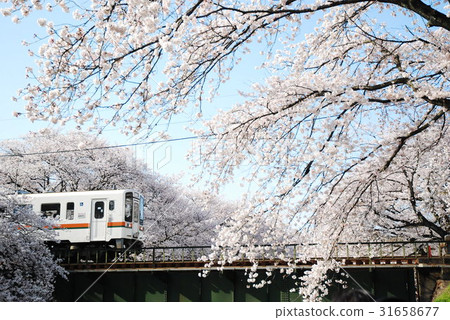 櫻花鐵路春天東海岐阜 櫻花鐵路春天東海岐阜 31658677