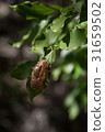 葉上蟬脫殼 Cicada husk on green background クマゼミ抜け殻 31659502