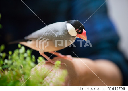 Sentencebird Sentencebird 31659706