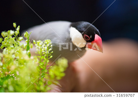 Sentencebird 31659707