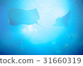 陽光 31660319