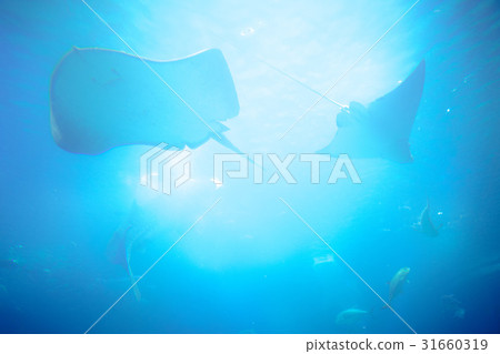 陽光 陽光 31660319