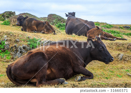 沖繩Yonagunijima Higashi-zaki東部牧場的母牛 31660371
