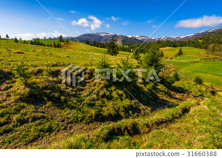 snowy tops of carpathians in springtime 31660388