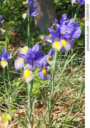 一組虹膜（荷蘭鳶尾） 31660439