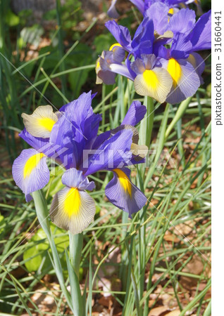 一組虹膜（荷蘭鳶尾） 31660441