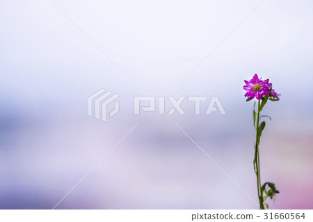 紫菀，鮮花。 31660564