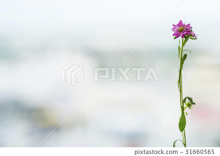 紫菀，鮮花。 31660565