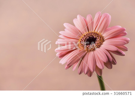 Gerbera, flower. Gerbera, flower. 31660571