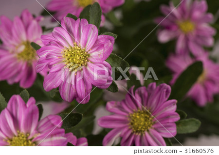 Aster, flowers. 31660576