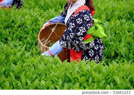 Tea picking scenery 31661251